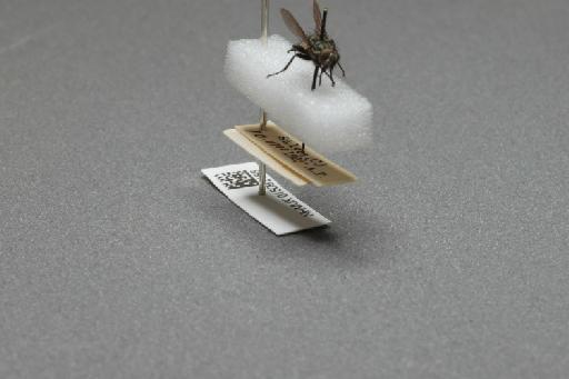 Sarcophaga (Myorhina) nigriventris Meigen, 1826 - 015092188_additional_4