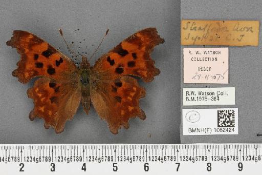 Polygonia c-album ab. neole Oliver, 1937 - BMNHE_1062424_23234