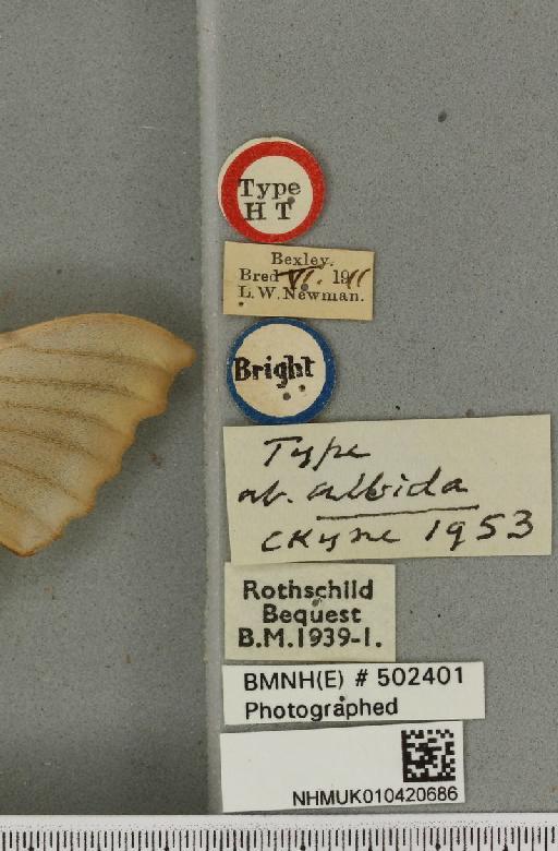 Laothoe populi ab. albida Cockayne, 1953 - NHMUK_010420686_label_526862