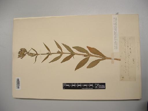 Silene noctiflora L. - BM000939426