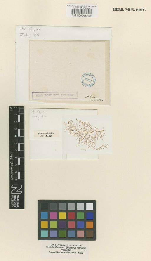 Hypnea musciformis (Wulfen) J.V.Lamour. - BM000005233