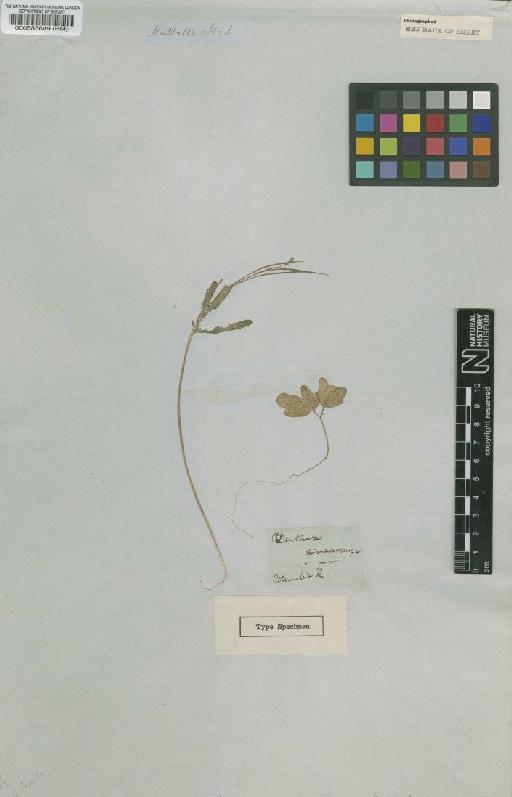 Cardamine californica subsp. cuneata Schulz - BM000583649