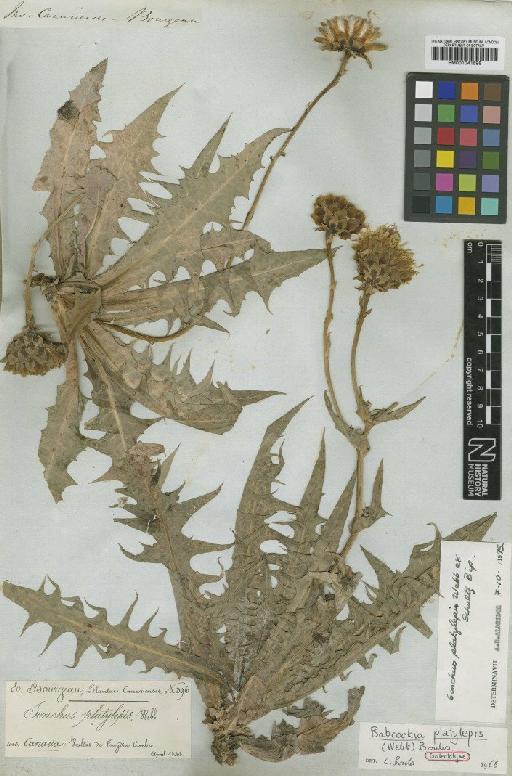 Sonchus platylepis Webb - BM001041598