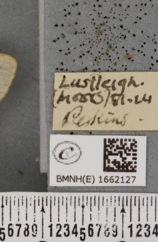 Cybosia mesomella (Linnaeus, 1758) - BMNHE_1662127_label_258436