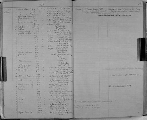 Caprella kroyeri parvorder Caprellidira De Haan, 1849 - Zoology Accessions Register: Crustacea: 1876 - 1905: page 15