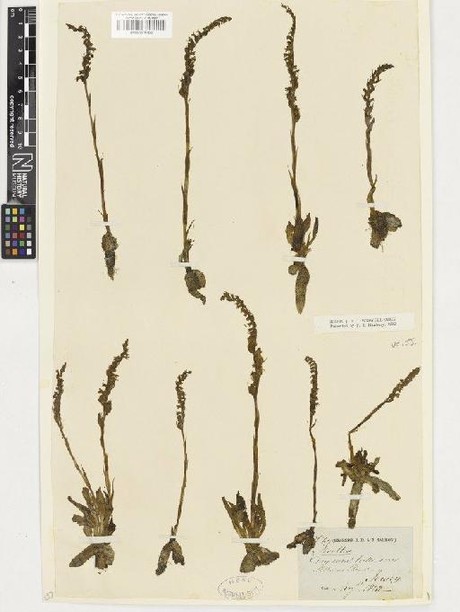 Spiranthes spiralis (L.) Chevall. - BM001110163