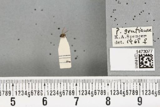 Chromatomyia gentianae (Hendel, 1920) - BMNHE_1473077_48351