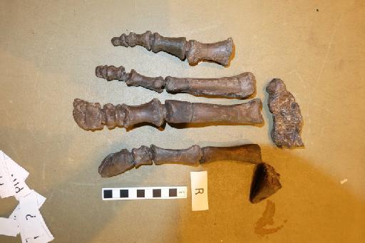 Mantellisaurus atherfieldensis (Hooley, 1925) - R5764-Mantellisaurus_R5764_Right_Manus-2