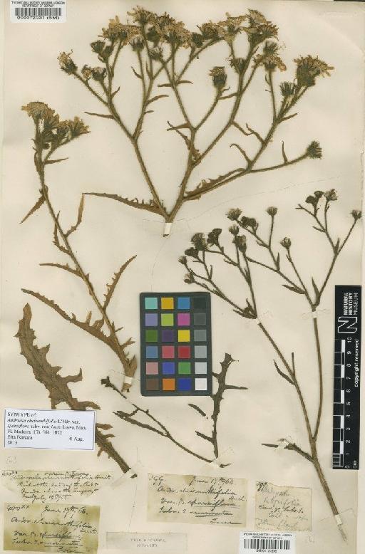 Andryala glandulosa subsp. varia Lam. - BM000072531