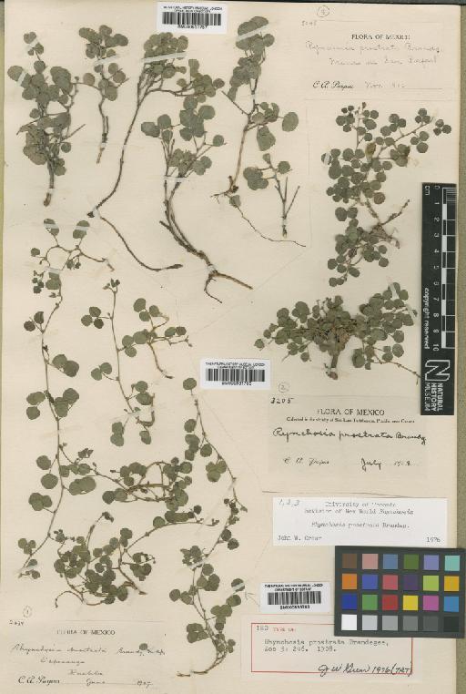 Rhynchosia prostrata Brandegee - BM000931757