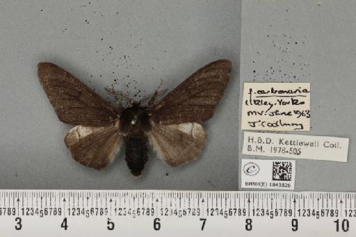 Biston betularia (Linnaeus, 1758) - BMNHE_1843826_412675