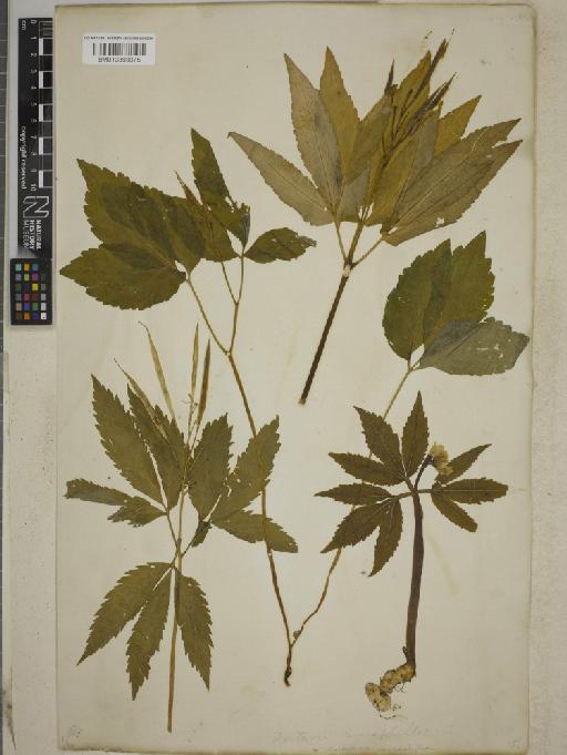 Cardamine enneaphyllos (L.) R.Br. - BM013393375