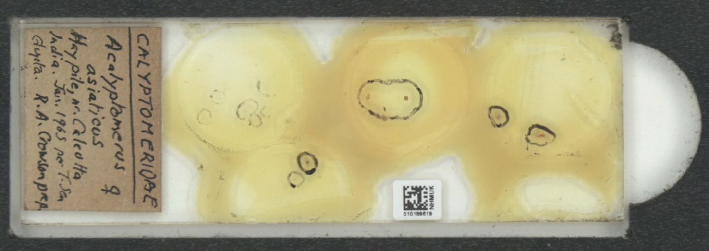 Acalyptomerus asiaticus thumbnail