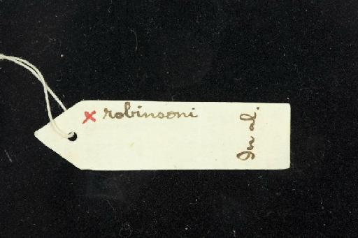 Rhinolophus robinsoni K. Andersen, 1918 - 1918_8_2_1-Rhinolophus_robinsoni-Holotype-Skull-label_reverse