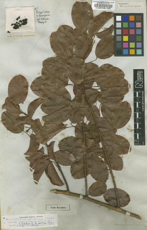 Anomospermum reticulatum subsp. nitidum (Miers) Krukoff & Barneby - BM000554248