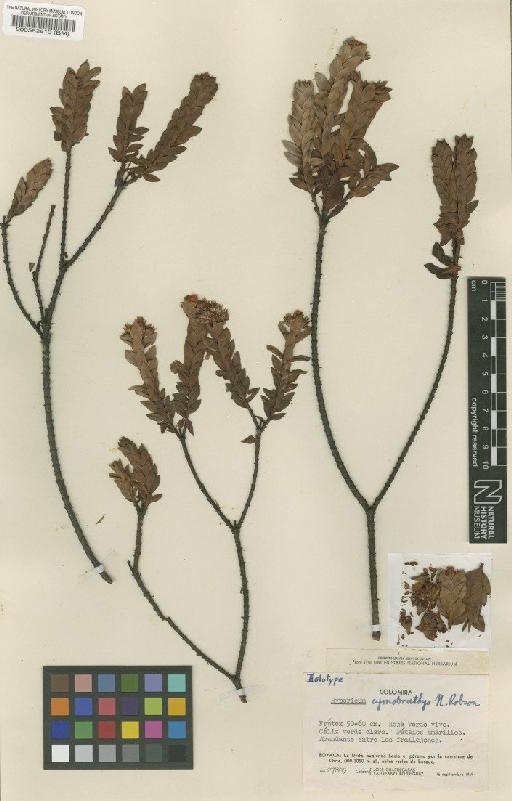 Hypericum cymobrathys N.Robson - BM000582613