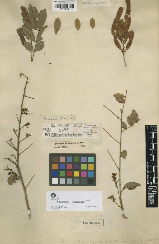 Lonchocarpus rubiginosus Benth. - BM001124593