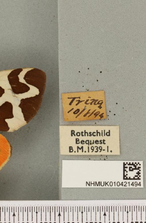 Arctia caja (Linnaeus, 1758) - NHMUK_010421494_label_533117