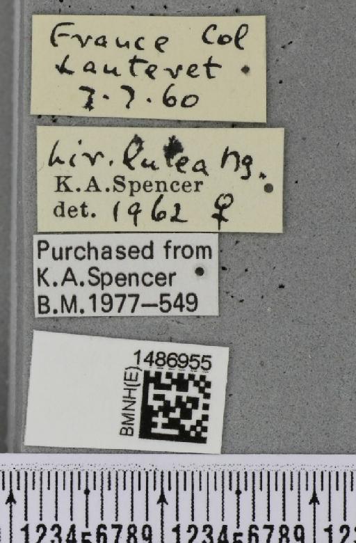 Liriomyza lutea (Meigen, 1830) - BMNHE_1486955_label_50558