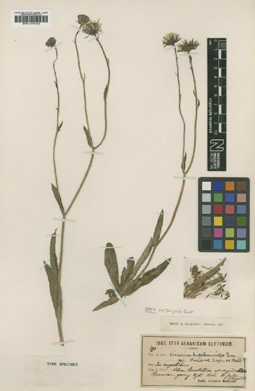 Hieracium bupleuroides subsp. kuciense Degen & Bald. - BM001050532