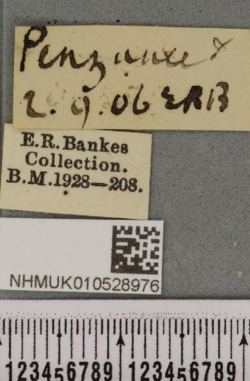 Spodoptera exigua ab. variegata Dannehl, 1929 - NHMUK_010528976_label_582912