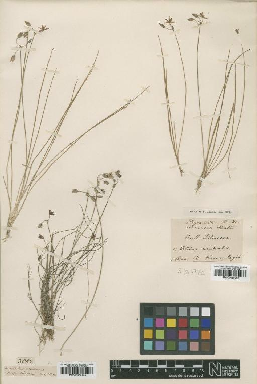 Thysanotus chinensis Benth. - BM000958262