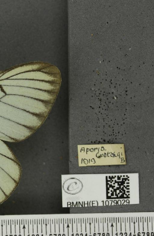 Aporia crataegi (Linnaeus, 1758) - BMNHE_1079029_label_70080