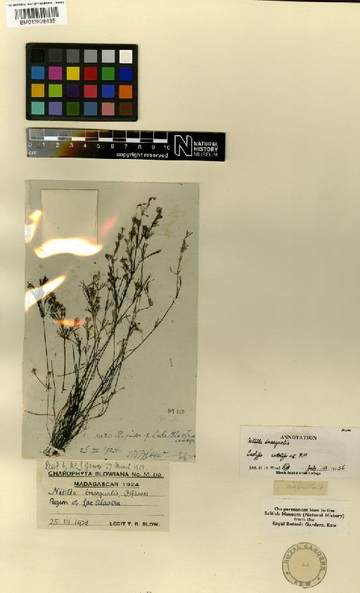 Nitella inaequalis J.Groves - BM013828435