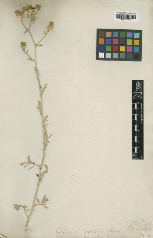 Centaurea nutifolia Sibth. - BM001043204