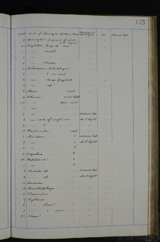 Mytilus Linnaeus, 1758 - NHM-UK_P_DF118_02_02_0351