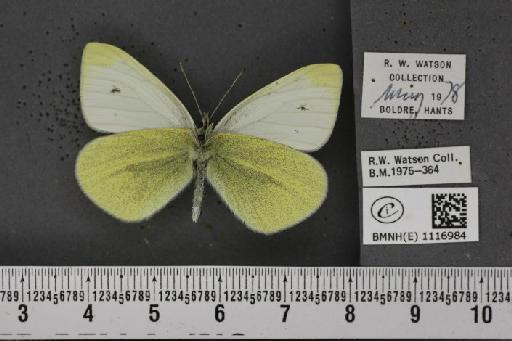 Pieris rapae rapae (Linnaeus, 1758) - BMNHE_1116984_70883