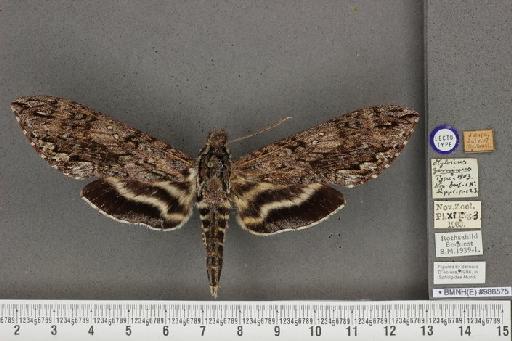 Lintneria geminus (Rothschild & Jordan, 1903) - BMNH(E) 986575 Lintneria geminus dorsal and labels.JPG