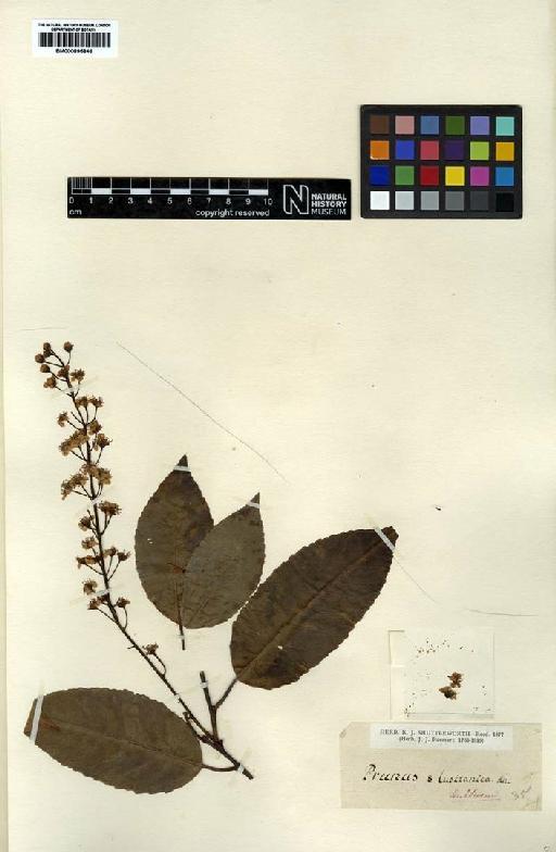 Prunus lusitanica L. - BM000895846