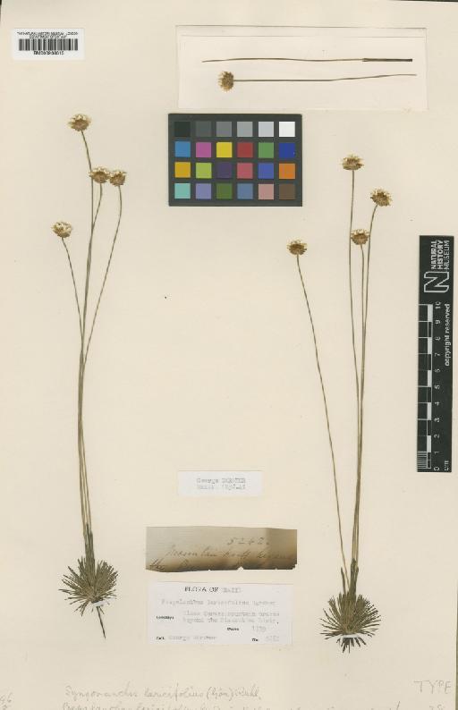 Syngonanthus laricifolius (Gardner) Ruhland - BM000938313