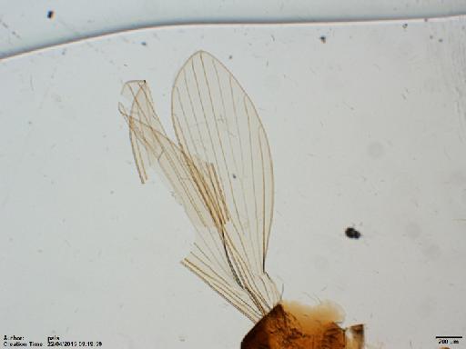 Lutzomyia (Nyssomyia) shawi Fraiha et al., 1981 - Lutzomyia_richardwardi_BMNH(E)1722065_PT-female_wing-2x.tif