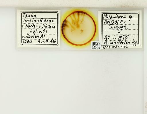 Ipuka melantherae van Harten & Ilharco, 1976 - 015377582_112650_1094622_157711_NoStatus