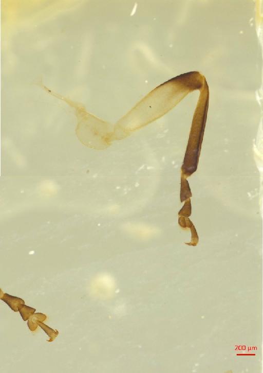 Galerucinae Latreille, 1802 - 010131562___11