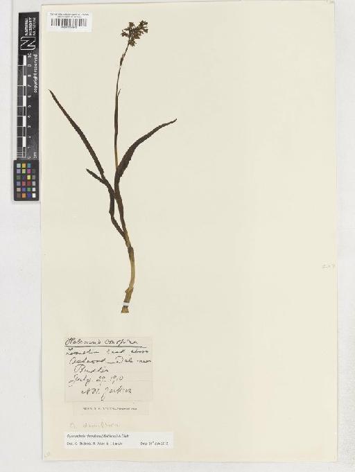 Gymnadenia densiflora (Wahlenb.) A.Dietr. - BM001116843