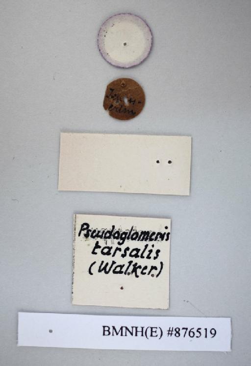 Perisphaeria tarsalis Walker, 1868 - Perisphaeria tarsalis Walker, F, 1868, female, lectotype, labels (reverse). Photographer: Aging Wang. BMNH(E)#876519