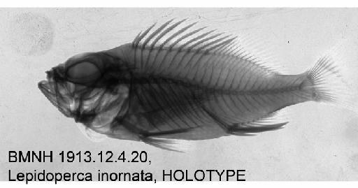 Lepidoperca inornata Regan, 1914 - BMNH 1913.12.4.20, Lepidoperca inornata, HOLOTYPE , Radiograph