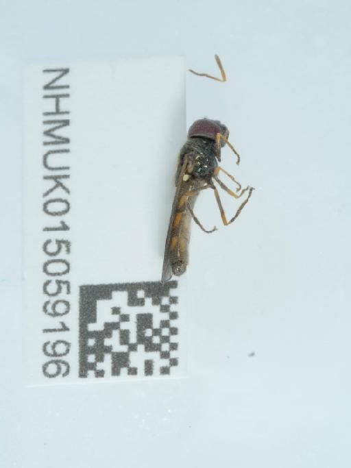 Melanostoma mellinum (Linnaeus, 1758) - 015059196_3