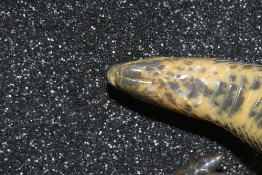 Atractus ventrimaculatus Boulenger, 1905 - Image of specimen 1908.5.29.141