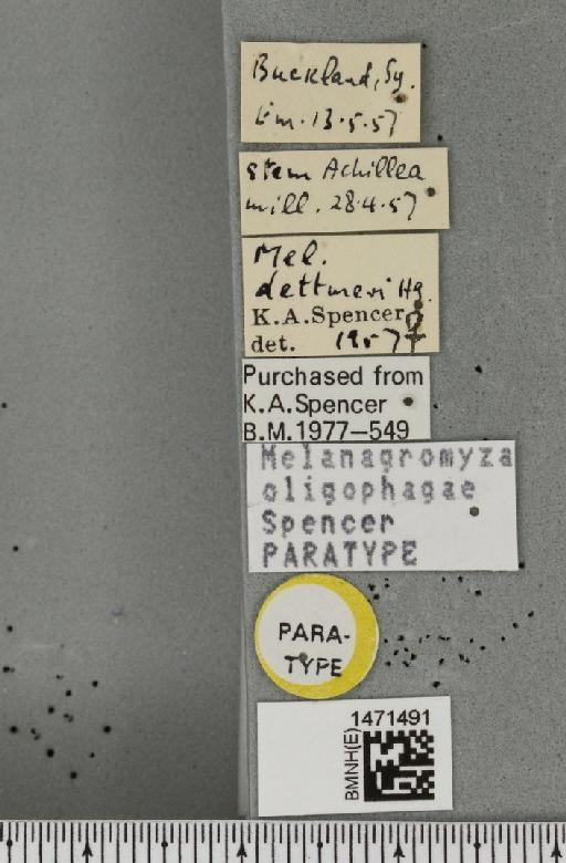 Melanagromyza oligophaga Spencer, 1990 - BMNHE_1471491_label_46239