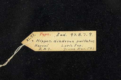 Hipposideros diadema pullatus Andersen, 1906 - 1897_8_7_9-Hipposideros_diadema_pullatus-Type-Skull-label