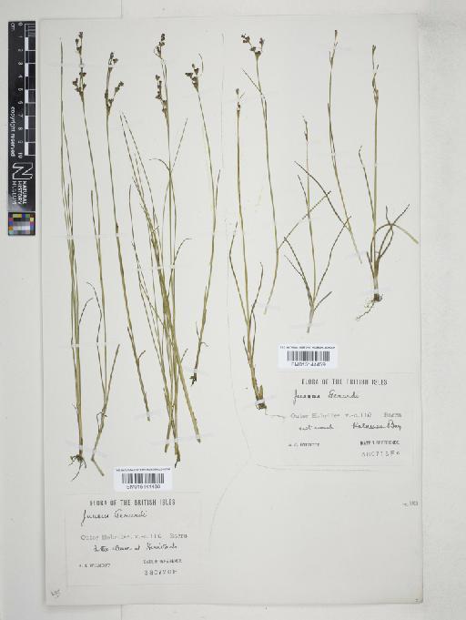 Juncus gerardii Loisel. - 015144459