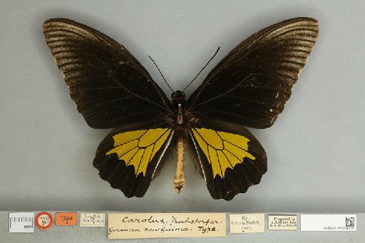 Troides oblongomaculatus papuensis (Wallace, 1865) - 013748231__599313