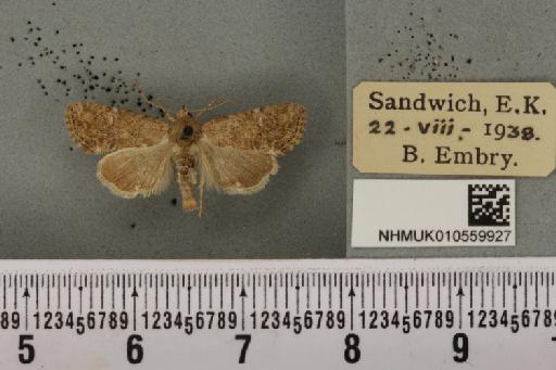 Mesoligia furuncula (Denis & Schiffermüller, 1775) - NHMUK_010559927_617394