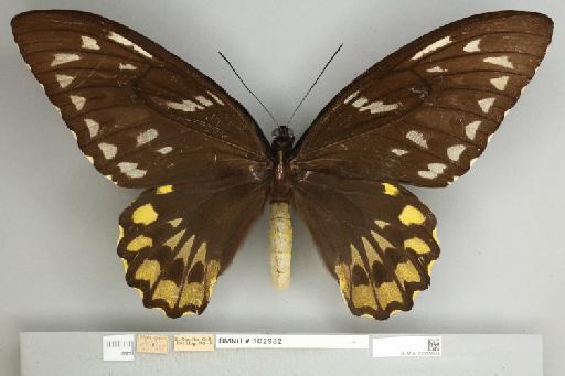 Ornithoptera croesus croesus Wallace, 1859 - 013604988__