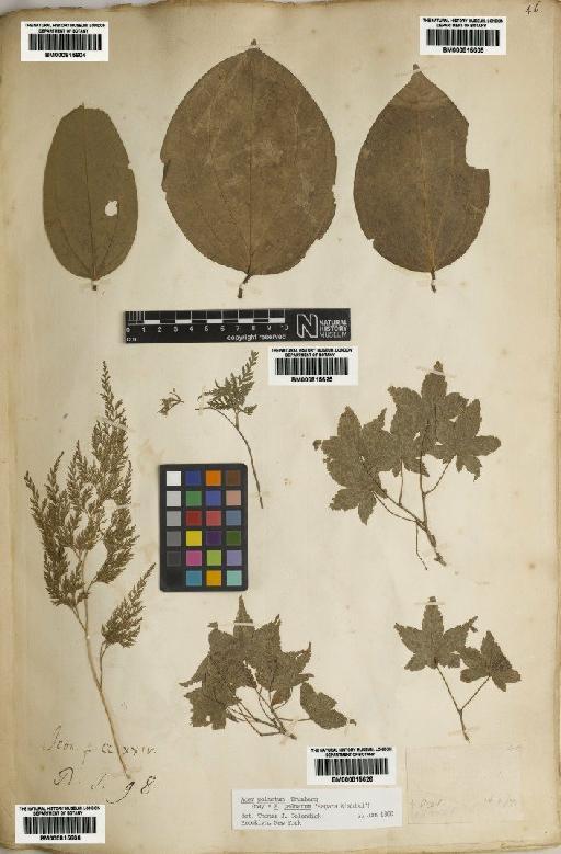 Onychium japonicum (Thunb.) Kunze - BM000815606