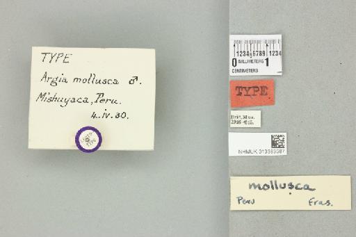 Argia mollusca Fraser, 1946 - 013383587_labels